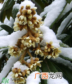 枇杷花孕妇能喝吗？枇杷花孕妇可以喝吗？