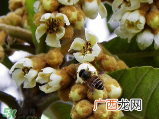 枇杷花孕妇能喝吗？枇杷花孕妇可以喝吗？