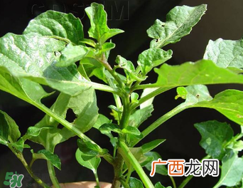 孕妇可以吃龙葵菜吗？龙葵菜孕妇可以吃吗？