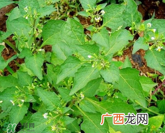 孕妇可以吃龙葵菜吗？龙葵菜孕妇可以吃吗？