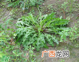 婆婆丁孕妇能吃吗？婆婆丁孕妇可以吃吗？