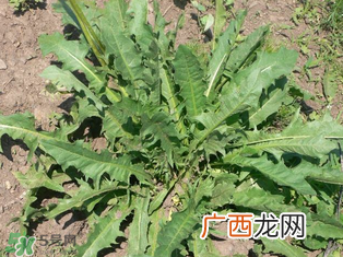 婆婆丁孕妇能吃吗？婆婆丁孕妇可以吃吗？