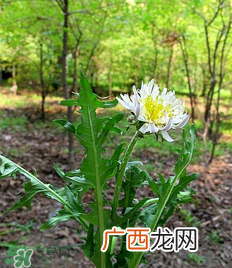 婆婆丁孕妇能吃吗？婆婆丁孕妇可以吃吗？