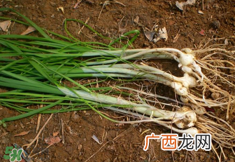 小根蒜孕妇能吃吗？小根蒜孕妇可以吃吗？