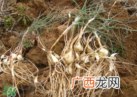 小根蒜孕妇能吃吗？小根蒜孕妇可以吃吗？