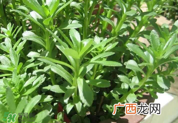救心菜孕妇能吃吗？救心菜孕妇可以吃吗？
