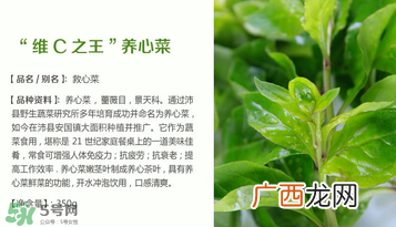 救心菜孕妇能吃吗？救心菜孕妇可以吃吗？
