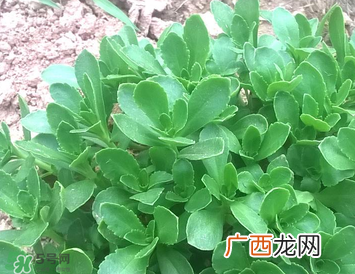 救心菜孕妇能吃吗？救心菜孕妇可以吃吗？