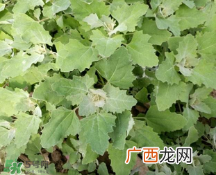 灰灰菜孕妇可以吃吗？灰灰菜孕妇能吃吗？