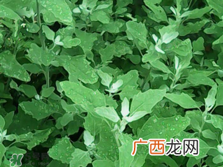 灰灰菜孕妇可以吃吗？灰灰菜孕妇能吃吗？