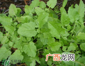 灰灰菜孕妇可以吃吗？灰灰菜孕妇能吃吗？