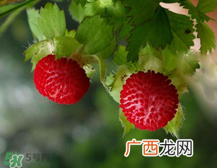 蛇莓孕妇能吃吗？孕妇能吃蛇莓吗？