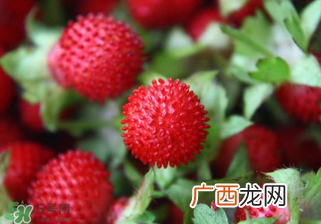 蛇莓孕妇能吃吗？孕妇能吃蛇莓吗？