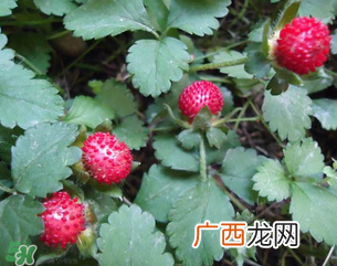 蛇莓孕妇能吃吗？孕妇能吃蛇莓吗？