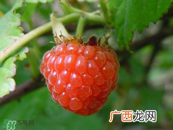 山莓孕妇能吃吗？山莓孕妇可以吃吗？