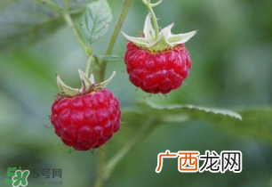 山莓孕妇能吃吗？山莓孕妇可以吃吗？