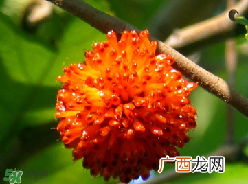 构树果实能吃吗？构树果实孕妇能吃吗？