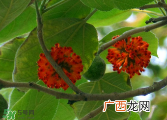 构树果实能吃吗？构树果实孕妇能吃吗？