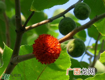 构树果实能吃吗？构树果实孕妇能吃吗？