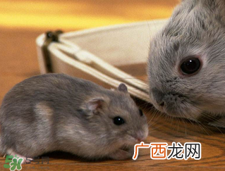 孕妇能吃兔头吗？孕妇能不能吃兔头？