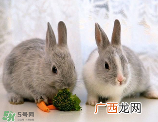 孕妇能吃兔头吗？孕妇能不能吃兔头？