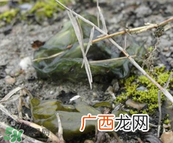 孕妇能吃雷公屎吗？雷公屎孕妇能吃吗？