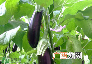 孕妇不能吃茄子吗？为什么孕妇不能吃茄子？