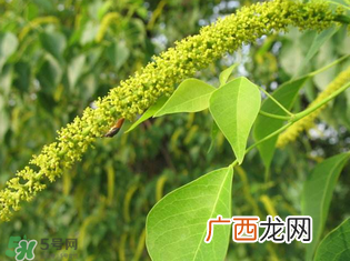 构树穗孕妇能吃吗？孕妇能吃构树穗吗？