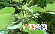 构树穗孕妇能吃吗？孕妇能吃构树穗吗？