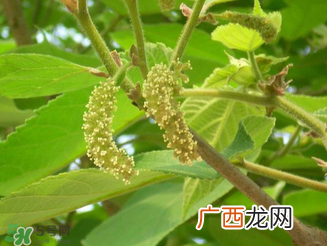 构树花孕妇能吃吗？构树花孕妇可以吃吗？