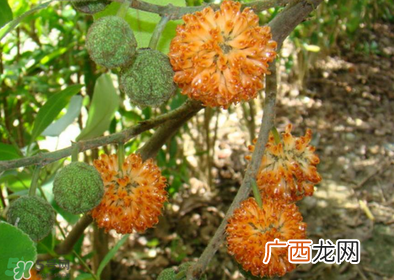 构树花孕妇能吃吗？构树花孕妇可以吃吗？