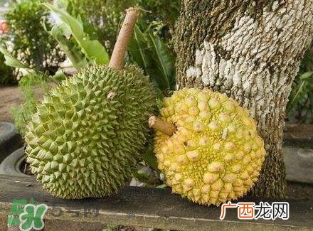 哺乳期吃榴莲对宝宝有影响吗？哺乳期吃榴莲宝宝会过敏吗？
