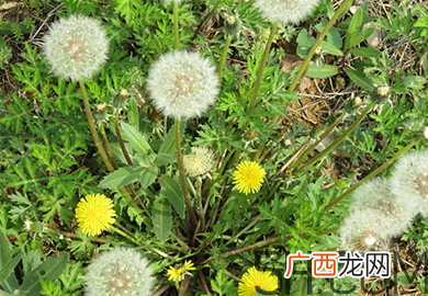 蒲公英能去胎毒吗？吃什么可以去胎毒？