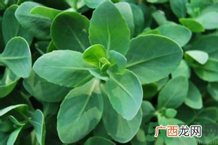 驱蚊草对宝宝有害吗？驱蚊草对宝宝有影响吗？