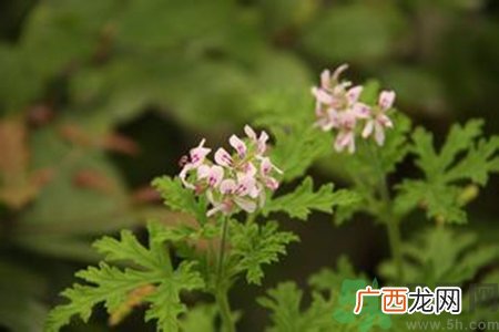 驱蚊草对宝宝有害吗？驱蚊草对宝宝有影响吗？