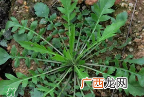 哺乳期能吃荠菜吗？哺乳期吃荠菜会回奶吗？