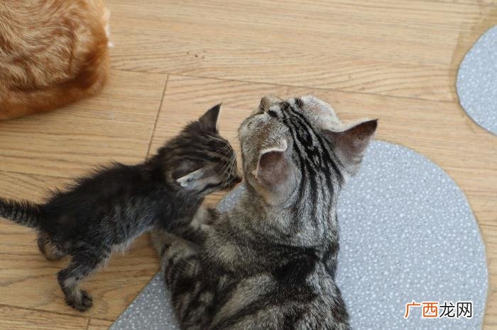 爱养猫的男人可靠么 养猫的男人