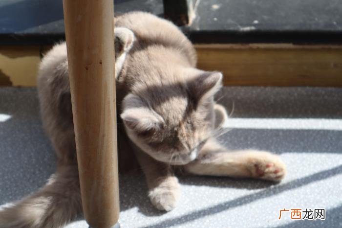 爱养猫的男人可靠么 养猫的男人