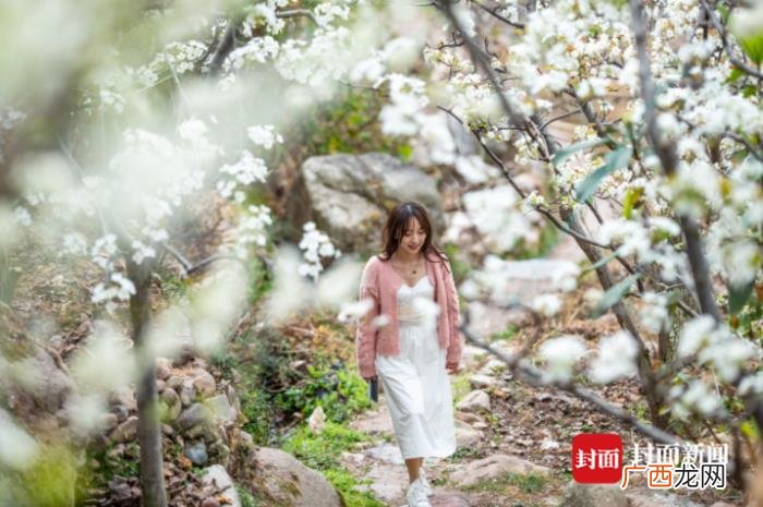 雅安汉源万亩梨花正怒放 汉源梨花节