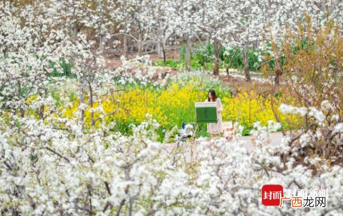 雅安汉源万亩梨花正怒放 汉源梨花节