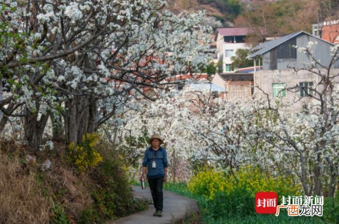 雅安汉源万亩梨花正怒放 汉源梨花节