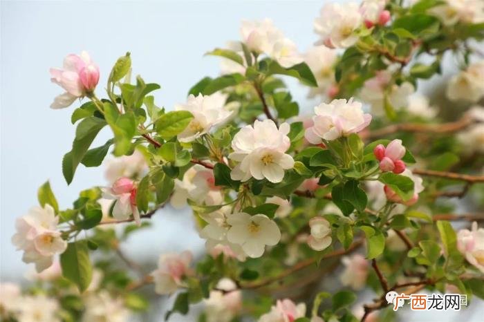 北京植物园周末游园攻略 北京植物园怎么走