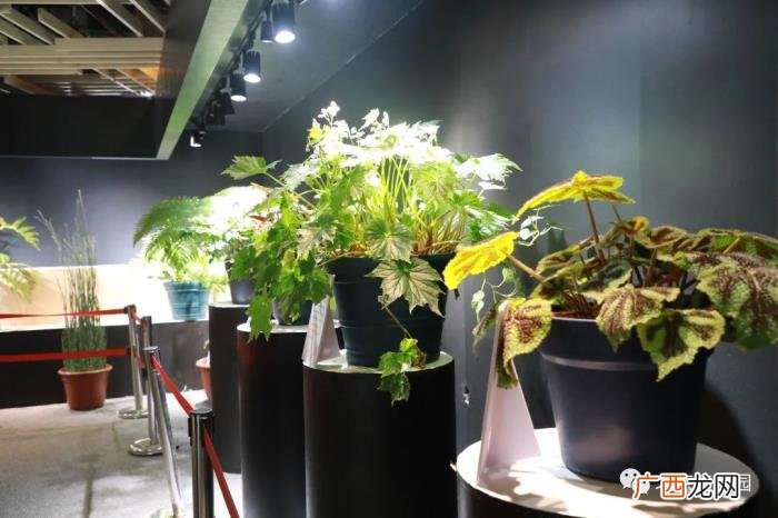 北京植物园周末游园攻略 北京植物园怎么走