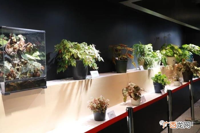 北京植物园周末游园攻略 北京植物园怎么走