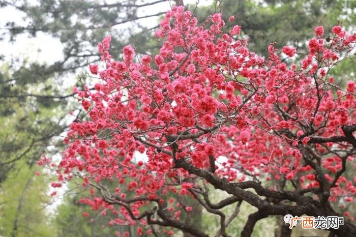 北京植物园周末游园攻略 北京植物园怎么走