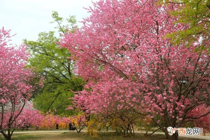 北京植物园周末游园攻略 北京植物园怎么走