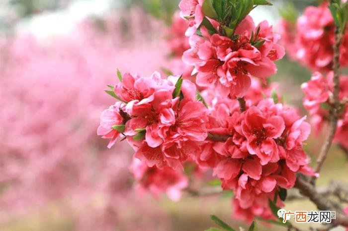 北京植物园周末游园攻略 北京植物园怎么走