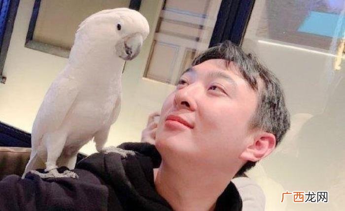 王思聪买的鸭子价值上万元 王思聪买的鸭子