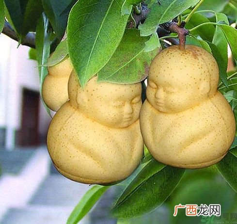 哺乳期可以吃人参果吗？哺乳期吃人参果好吗？