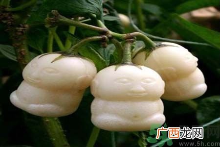哺乳期可以吃人参果吗？哺乳期吃人参果好吗？